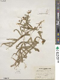 Schizotechium jamesianum image