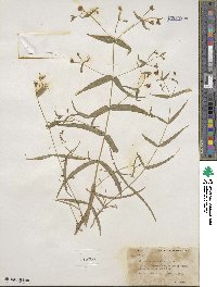 Schizotechium jamesianum image