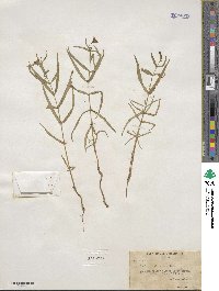 Schizotechium jamesianum image