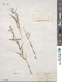 Schizotechium jamesianum image