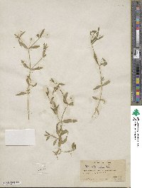 Schizotechium jamesianum image