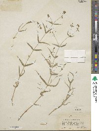 Schizotechium jamesianum image