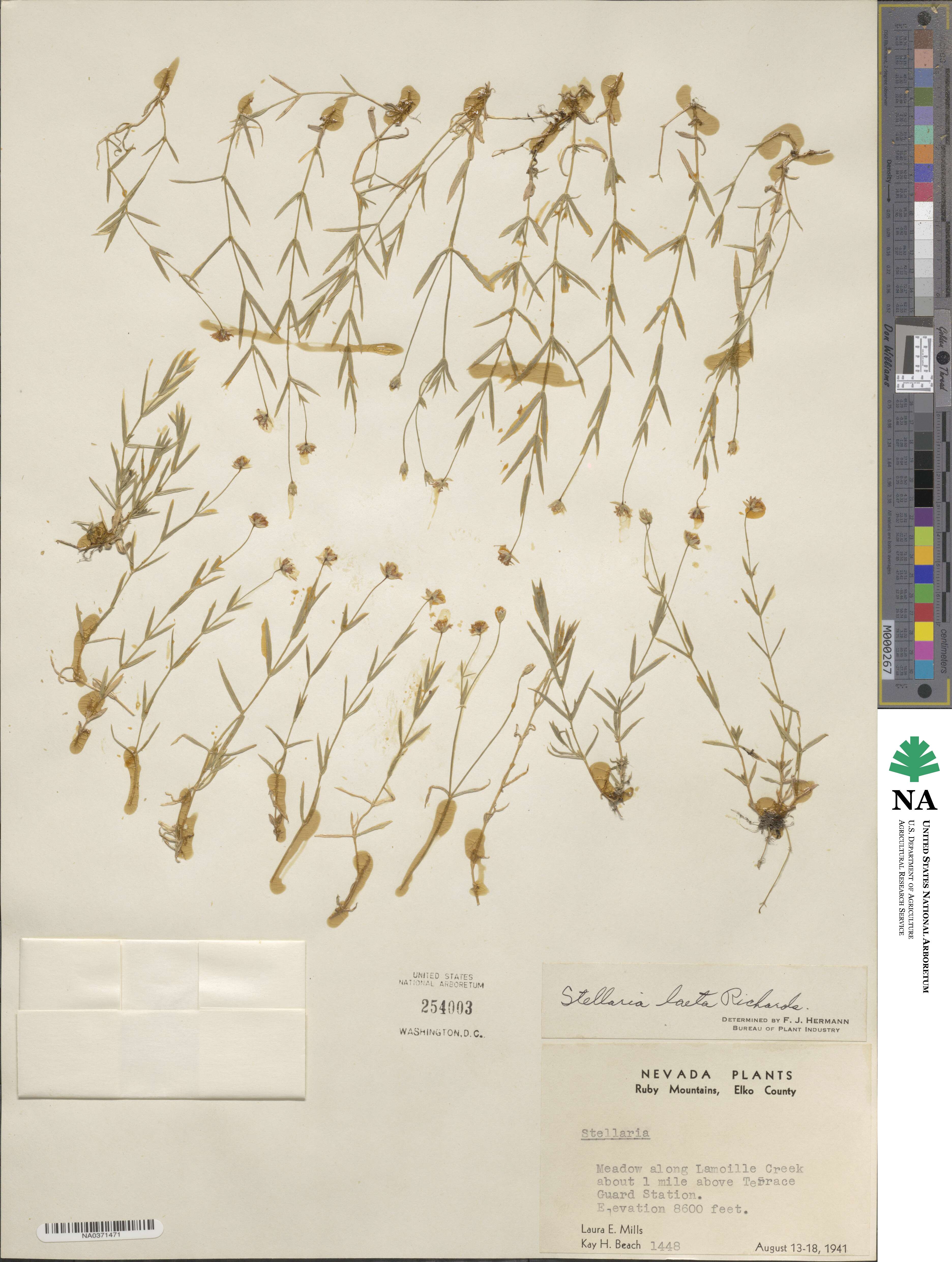 Stellaria longipes subsp. longipes image