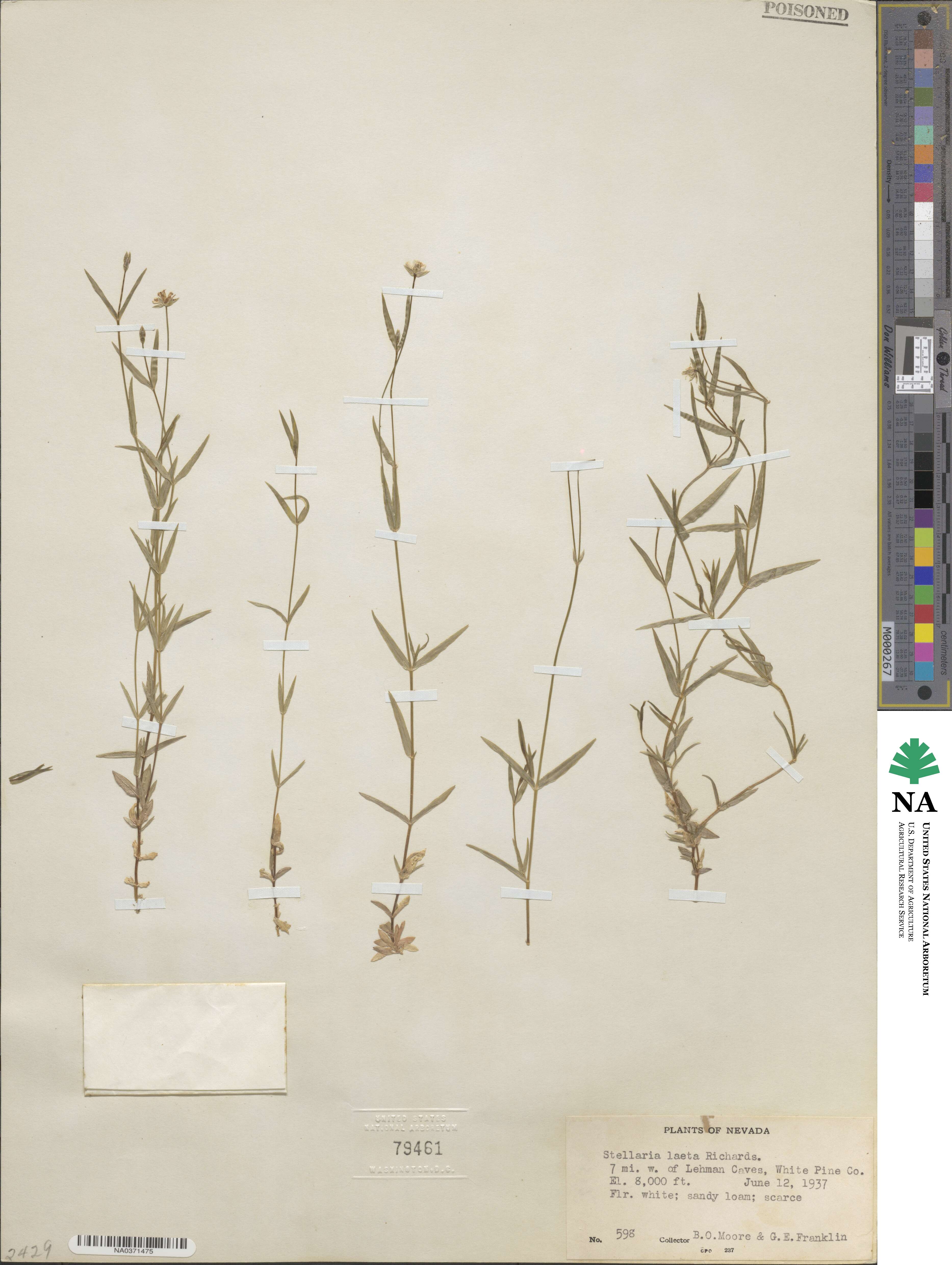 Stellaria longipes subsp. longipes image