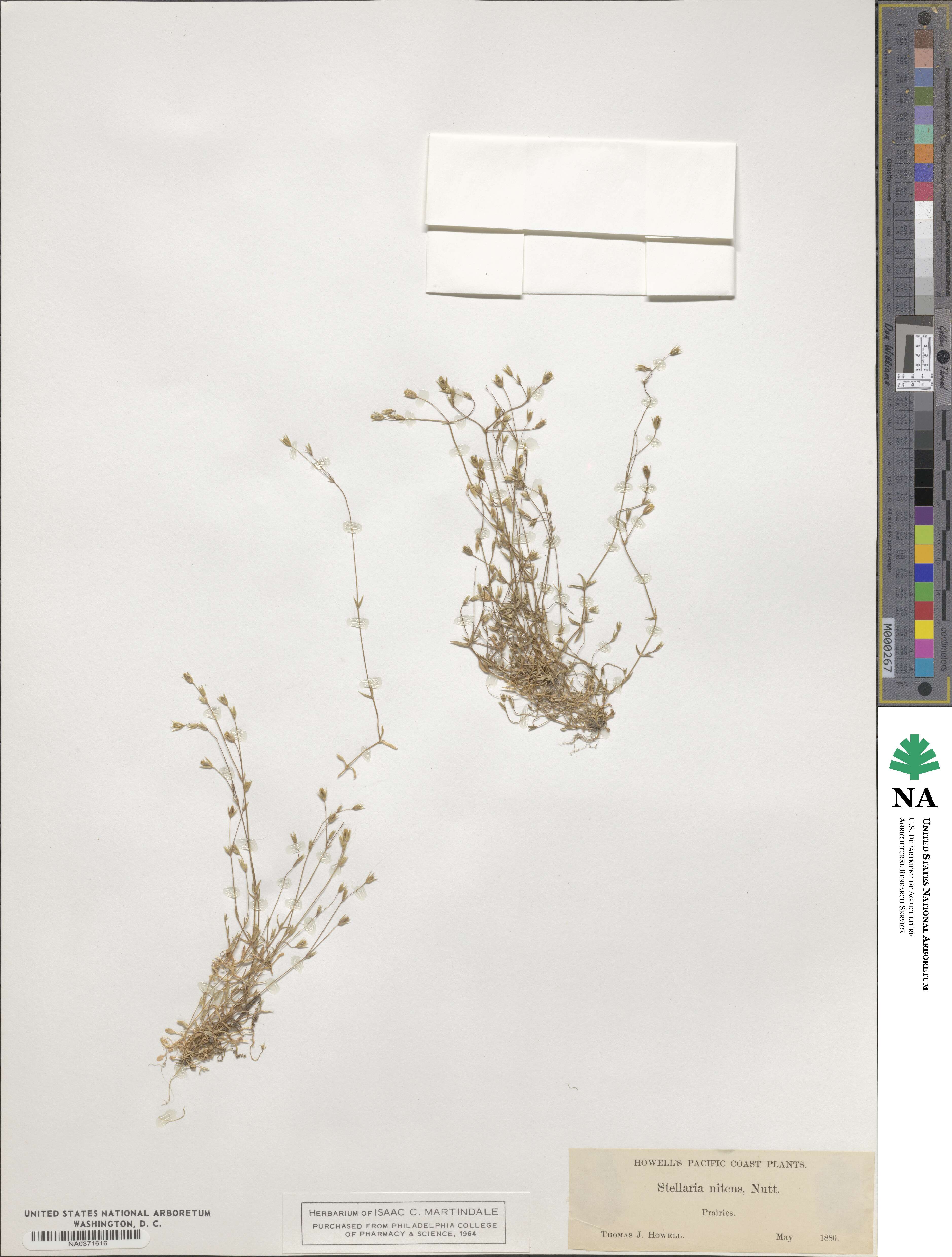 Stellaria nitens image