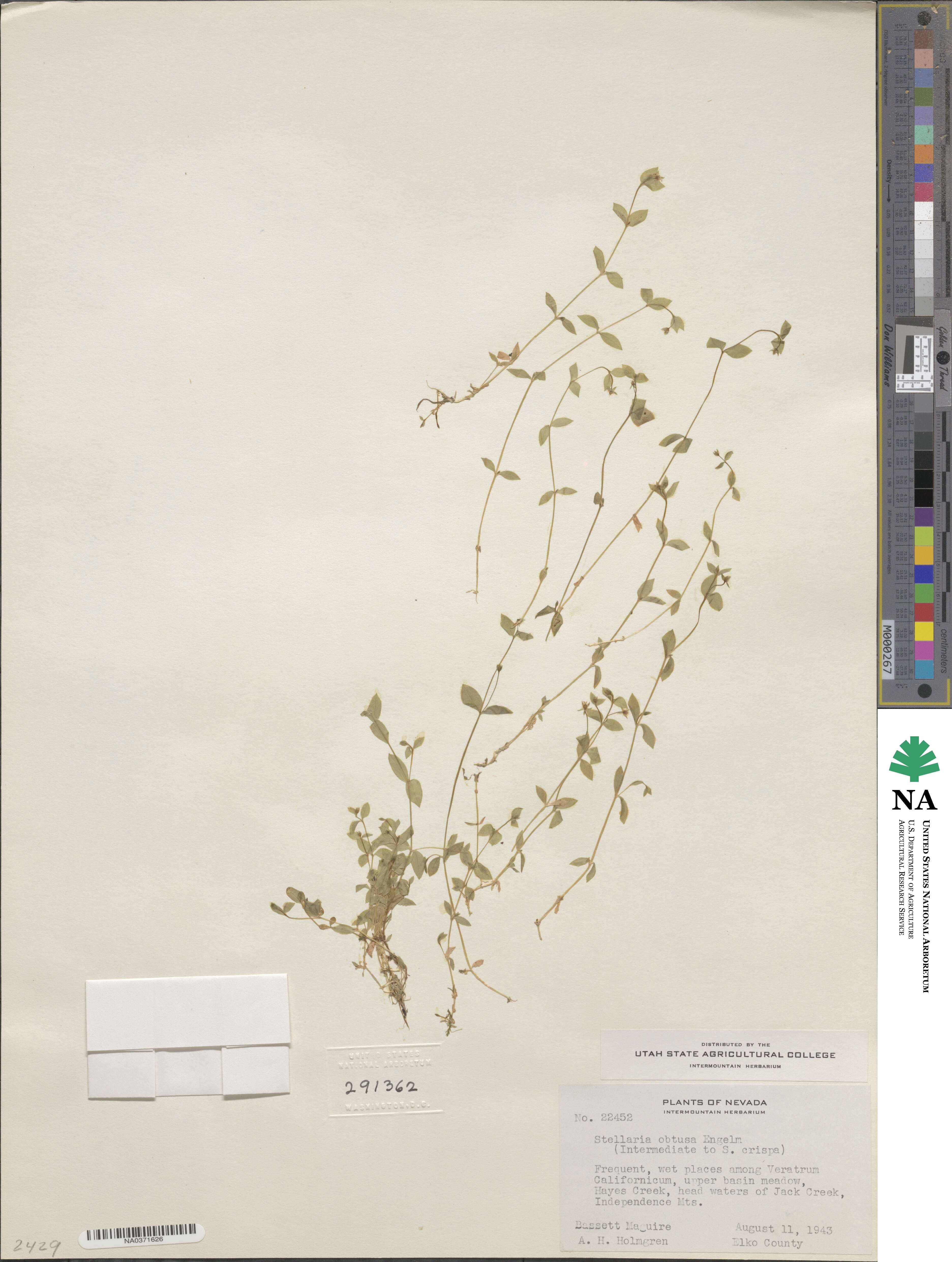 Stellaria obtusa image