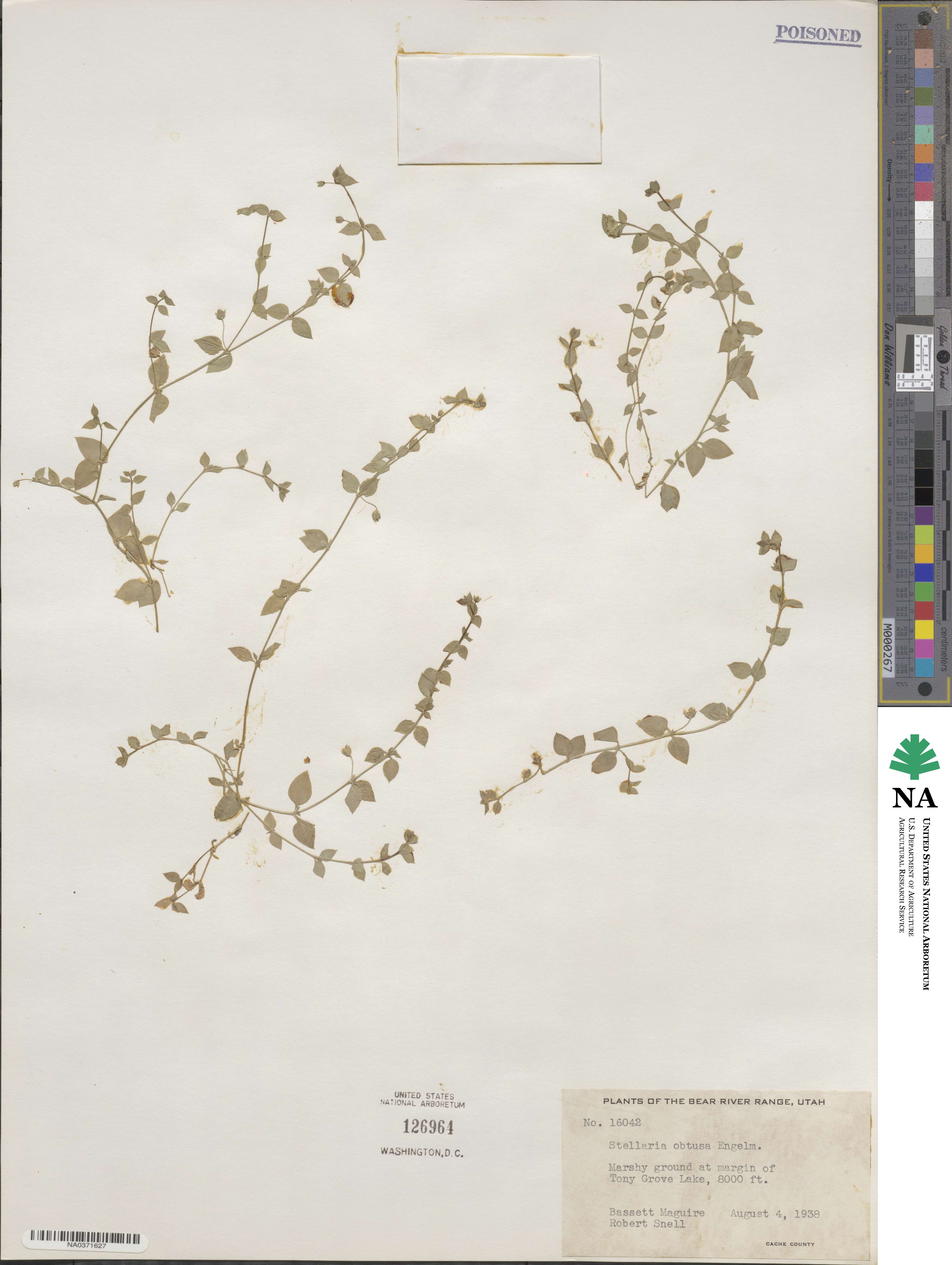 Stellaria obtusa image