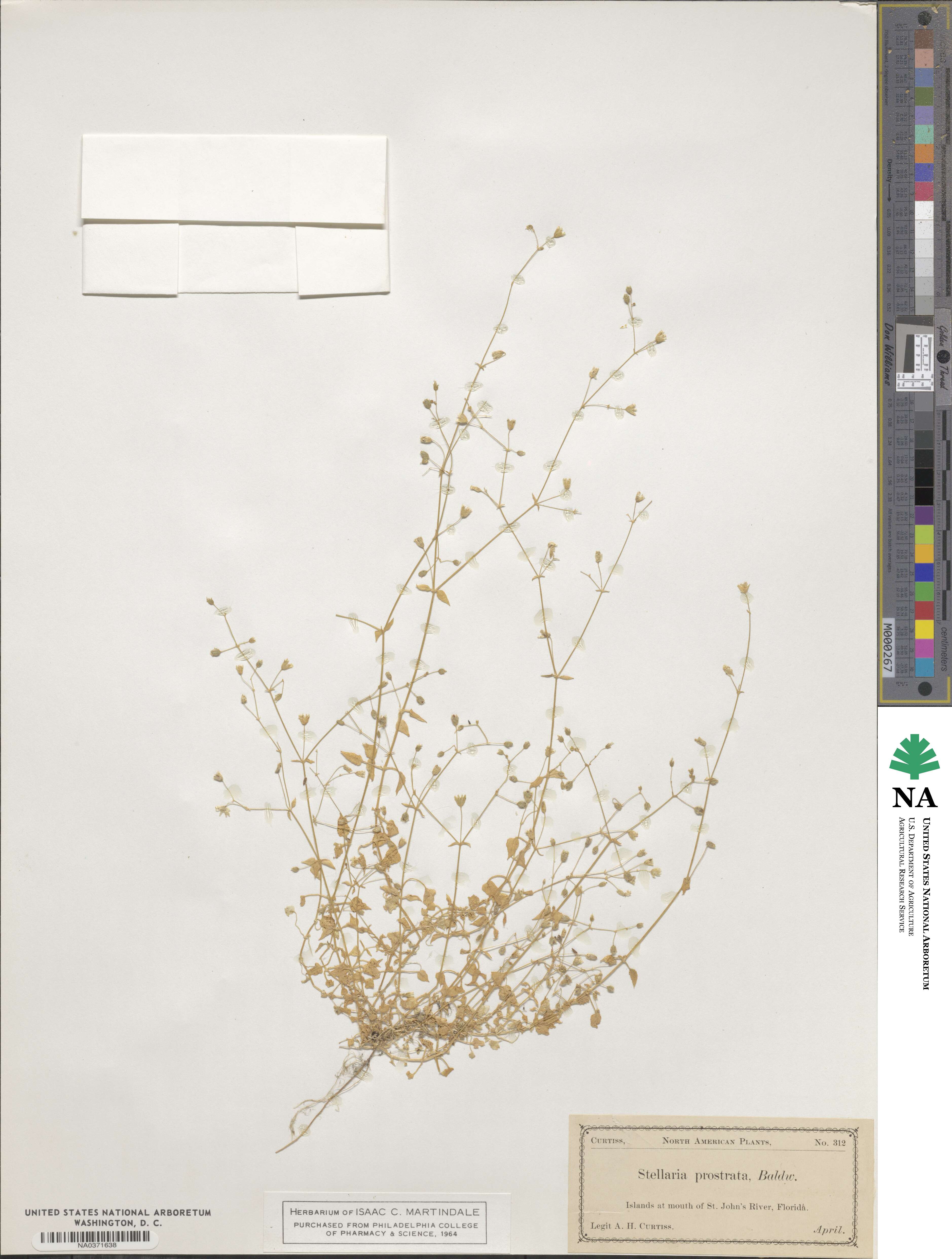 Stellaria cuspidata subsp. prostrata image