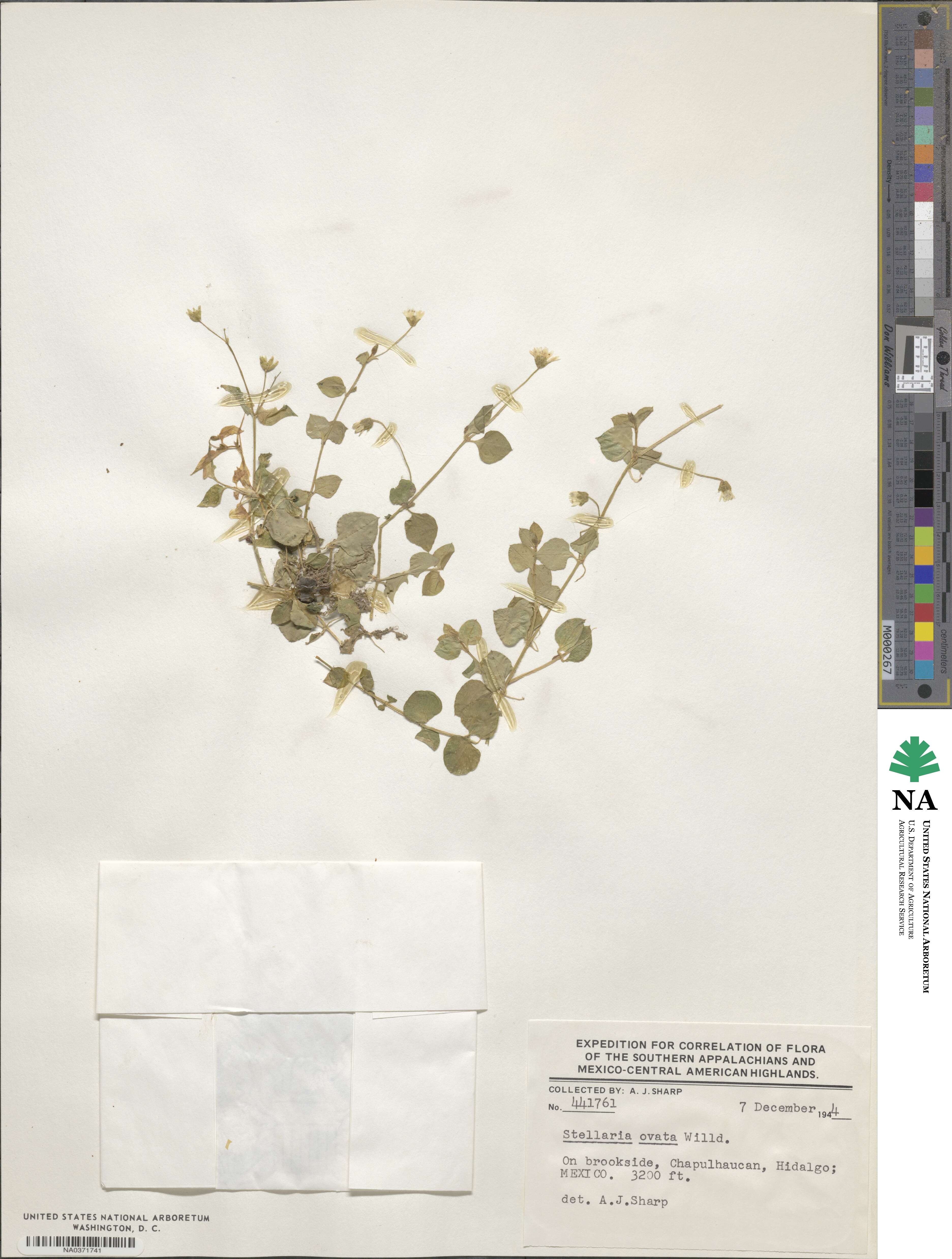 Stellaria ovata image