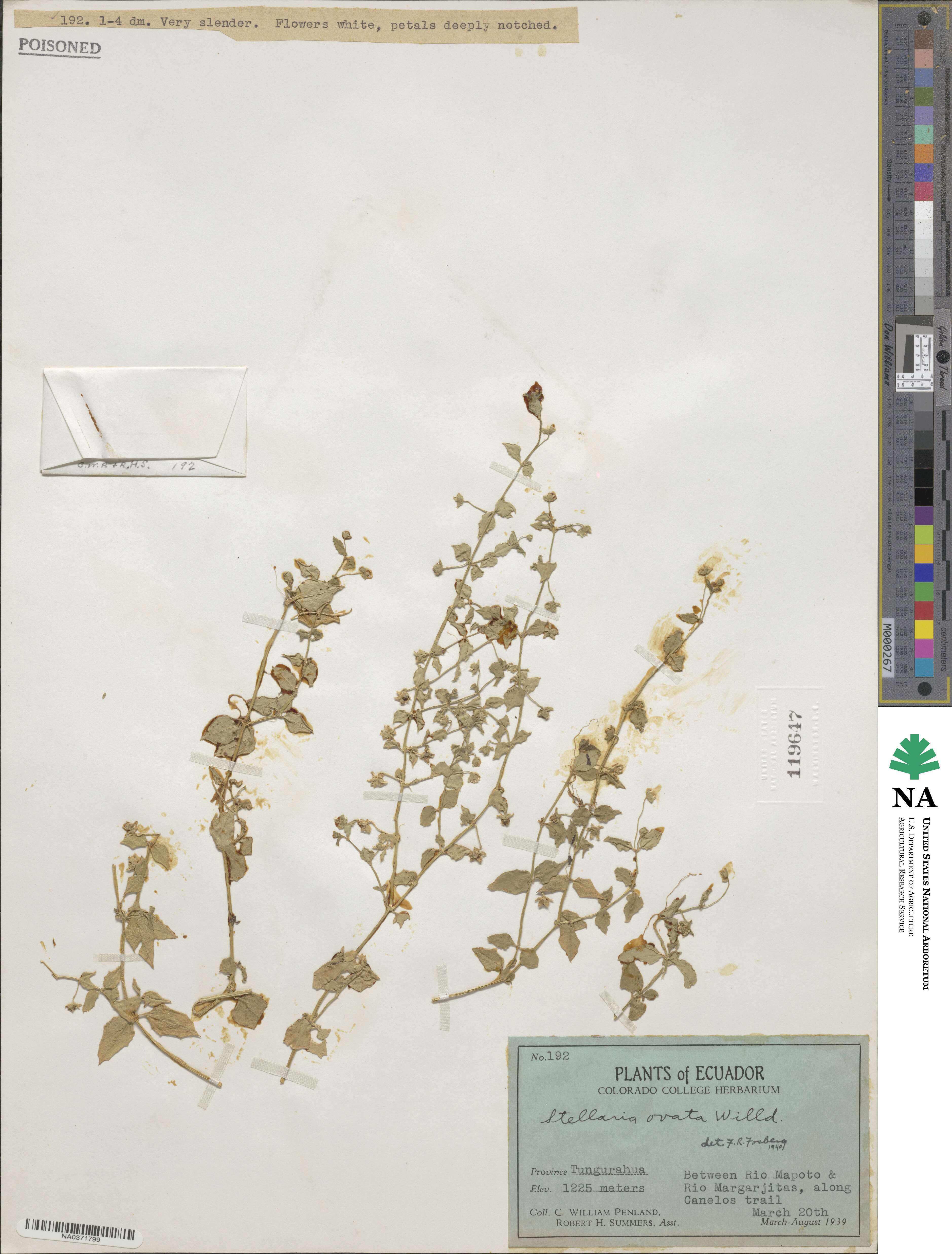 Stellaria ovata image