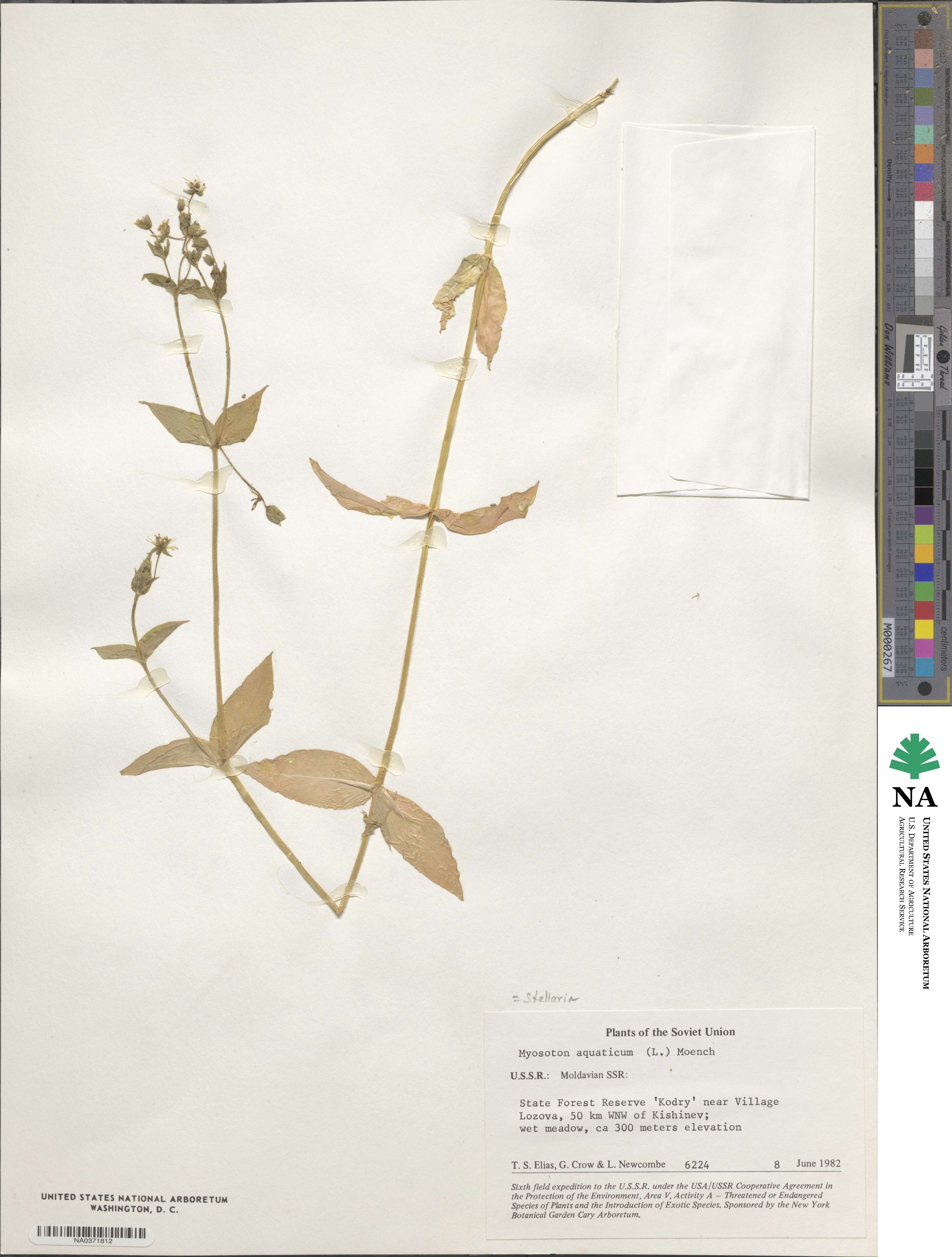 Stellaria aquatica image