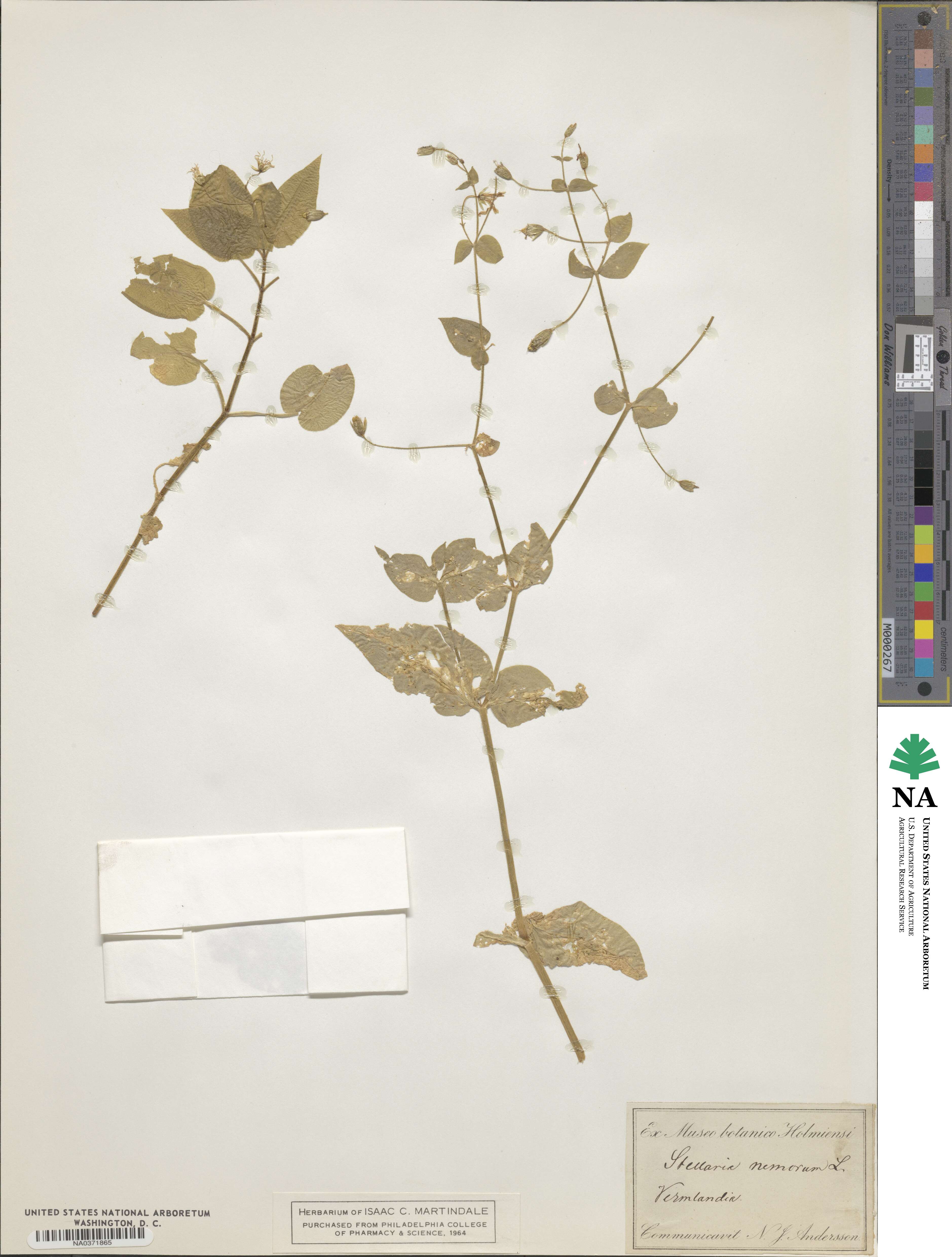 Stellaria aquatica image