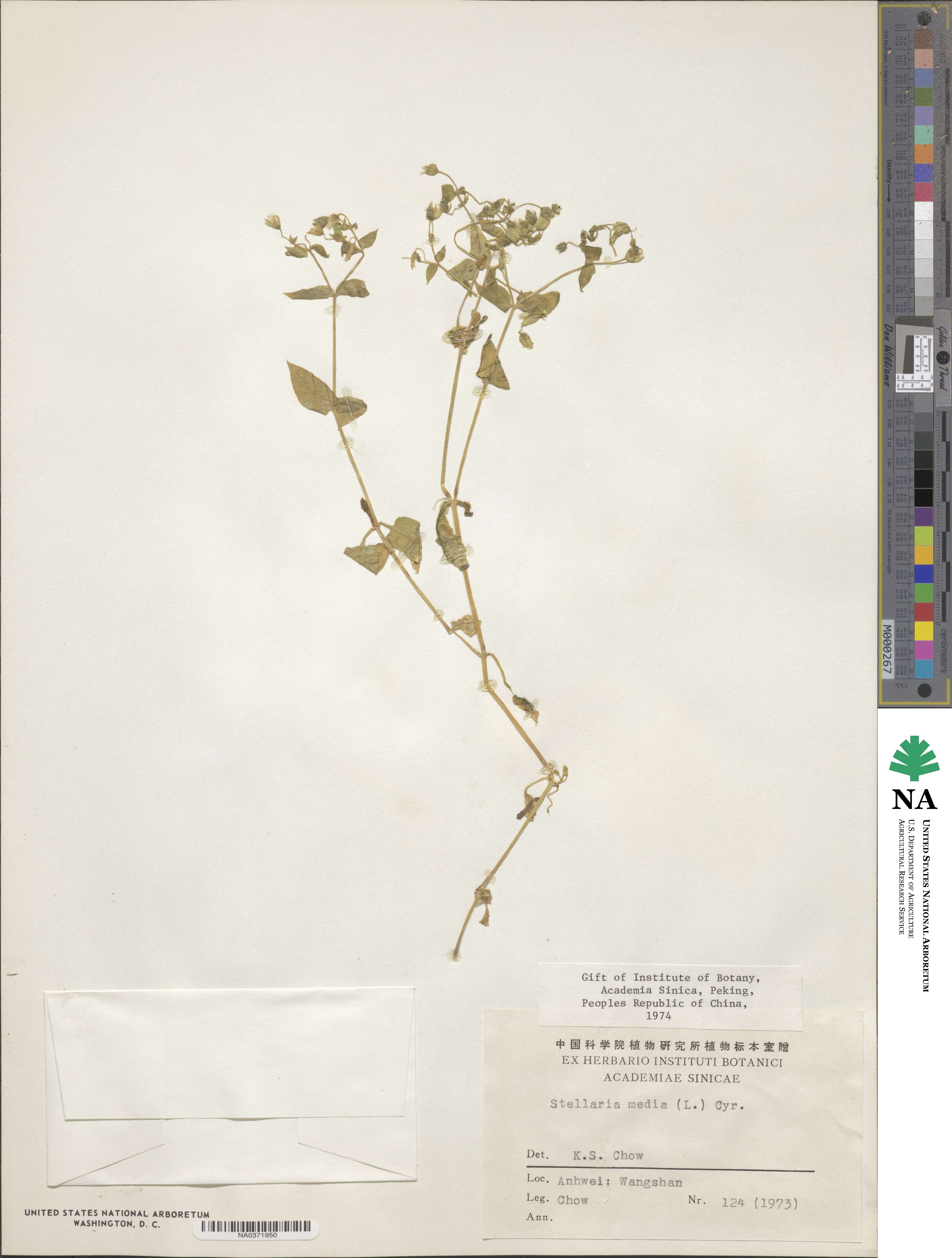 Stellaria media image