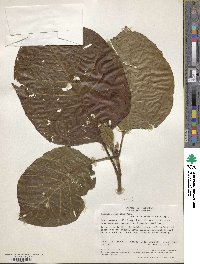 Cinchona pubescens image