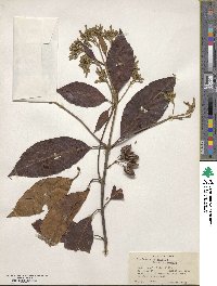 Cinchona officinalis image