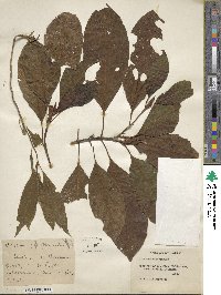 Cinchona officinalis image