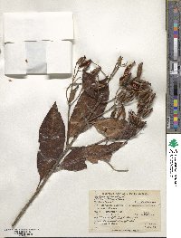 Cinchona officinalis image