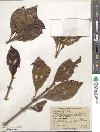 Cinchona officinalis image