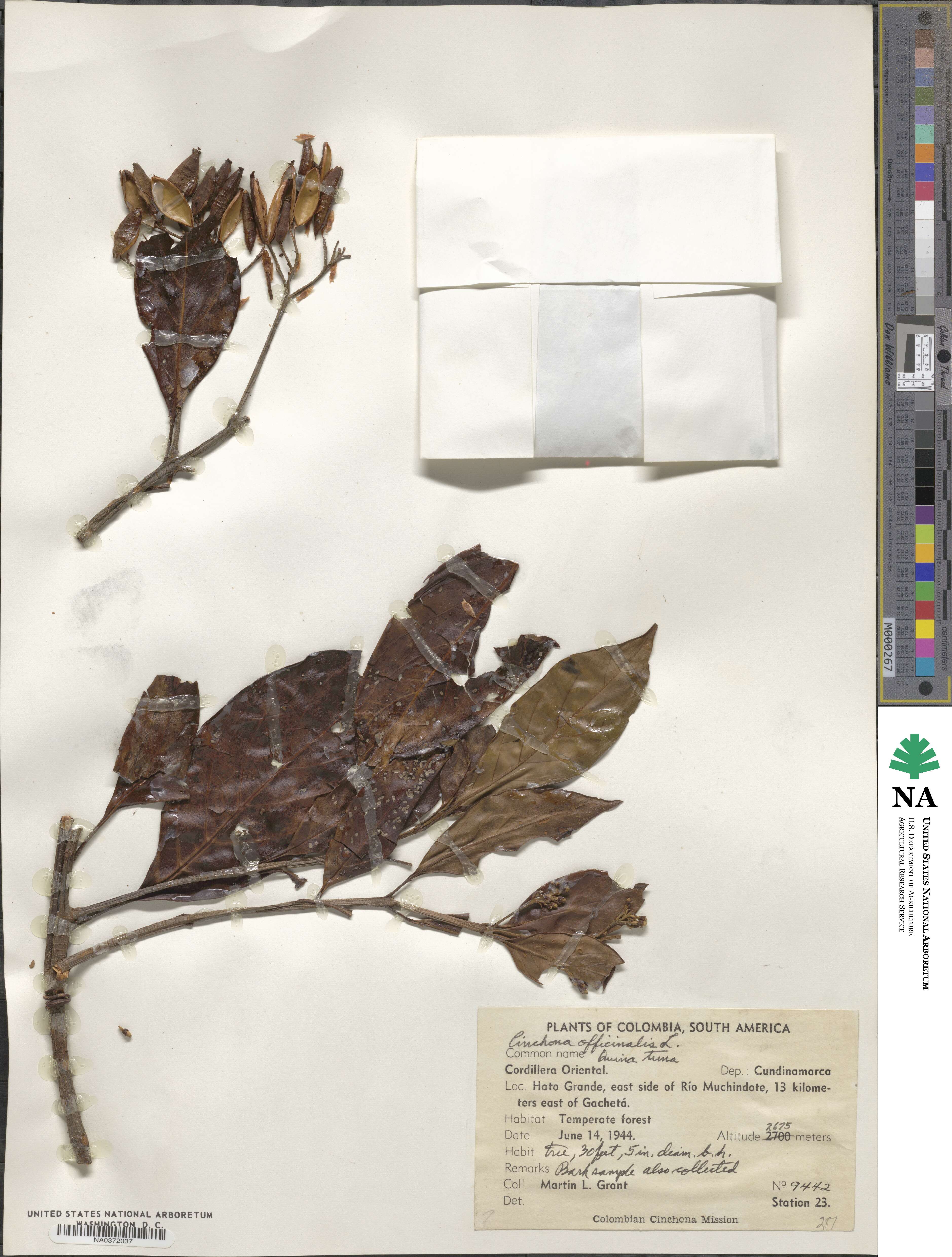 Cinchona officinalis image