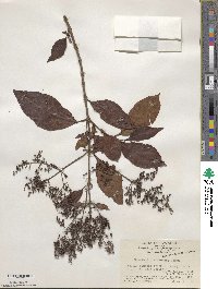 Wendlandia formosana image