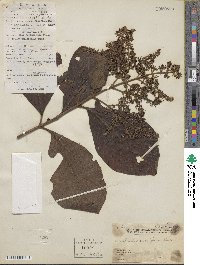 Image of Wendlandia uvariifolia