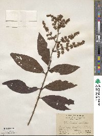 Wendlandia uvariifolia image