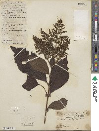 Wendlandia uvariifolia image