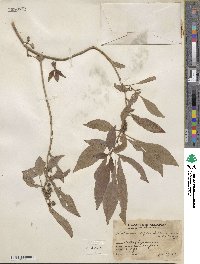 Deppea grandiflora image