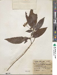 Deppea grandiflora image