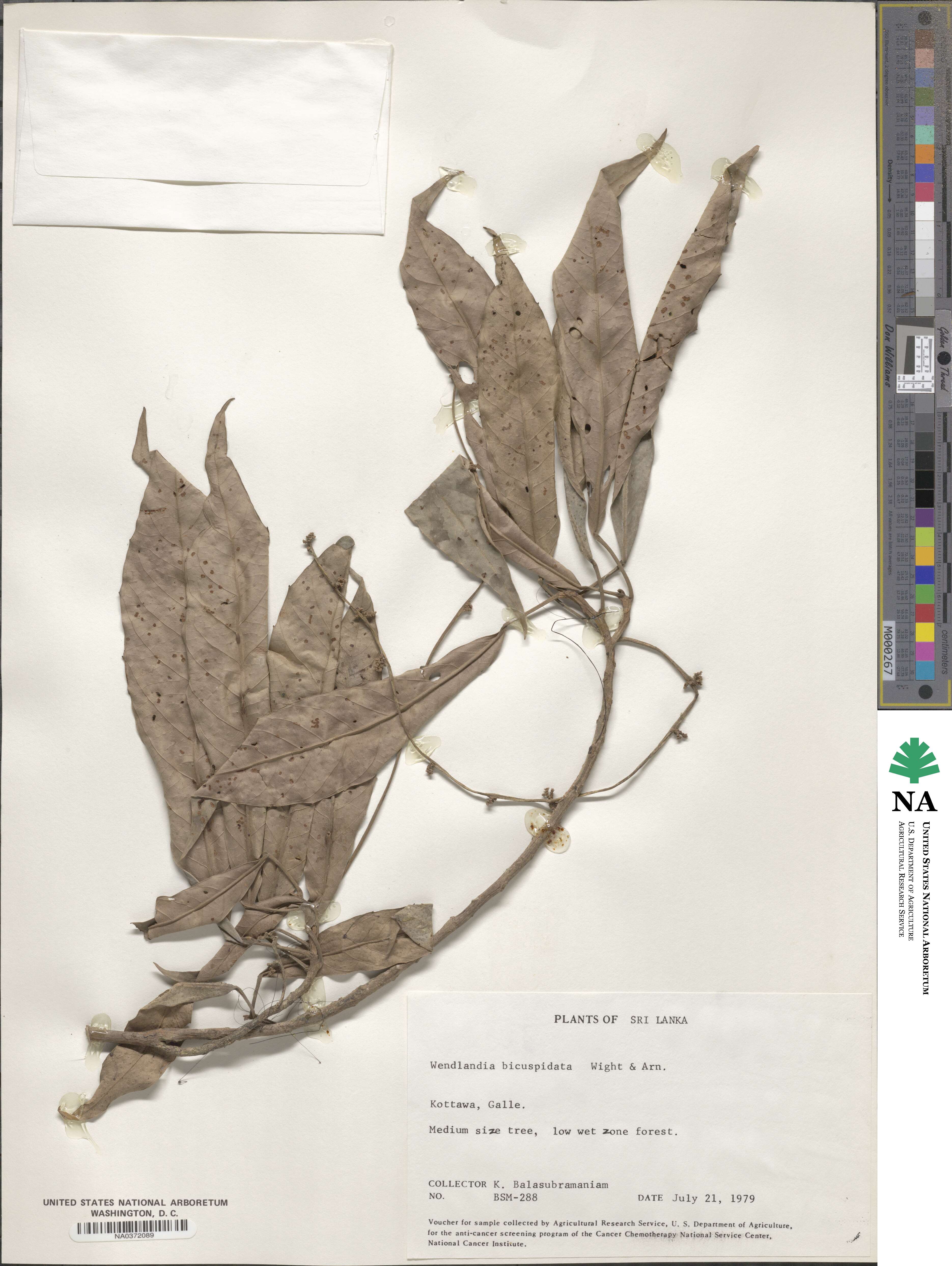 Wendlandia bicuspidata image