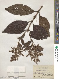 Wendlandia uvariifolia image