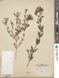 Bouvardia ternifolia image