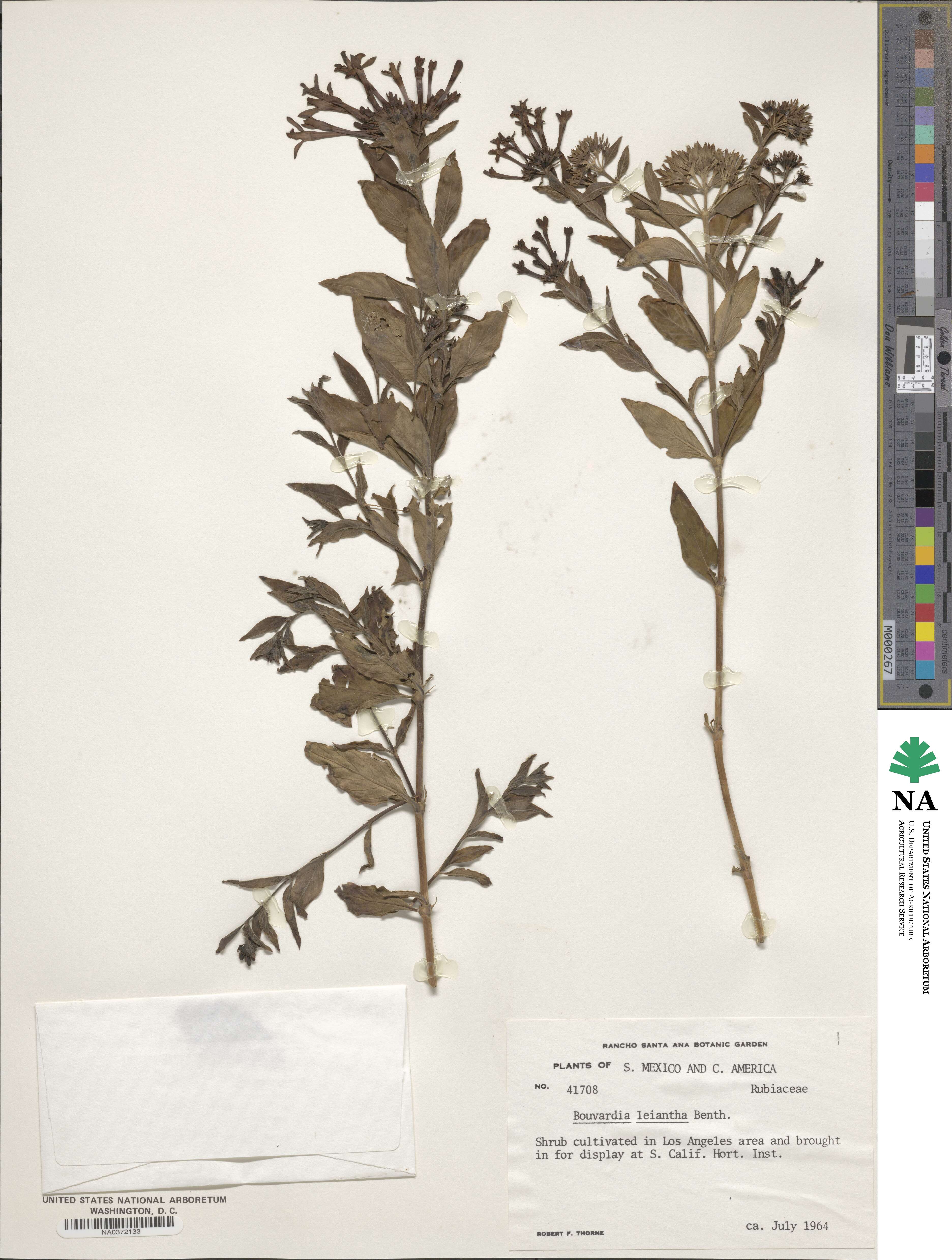 Bouvardia leiantha image