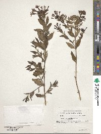 Bouvardia leiantha image