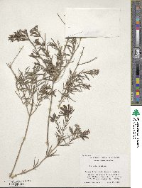 Bouvardia ternifolia image