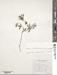 Bouvardia ternifolia image