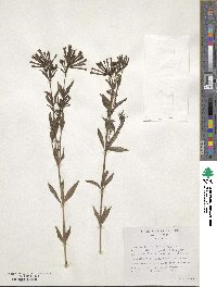 Bouvardia ternifolia image