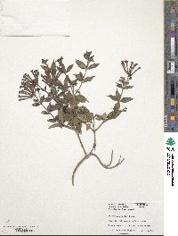 Bouvardia ternifolia image