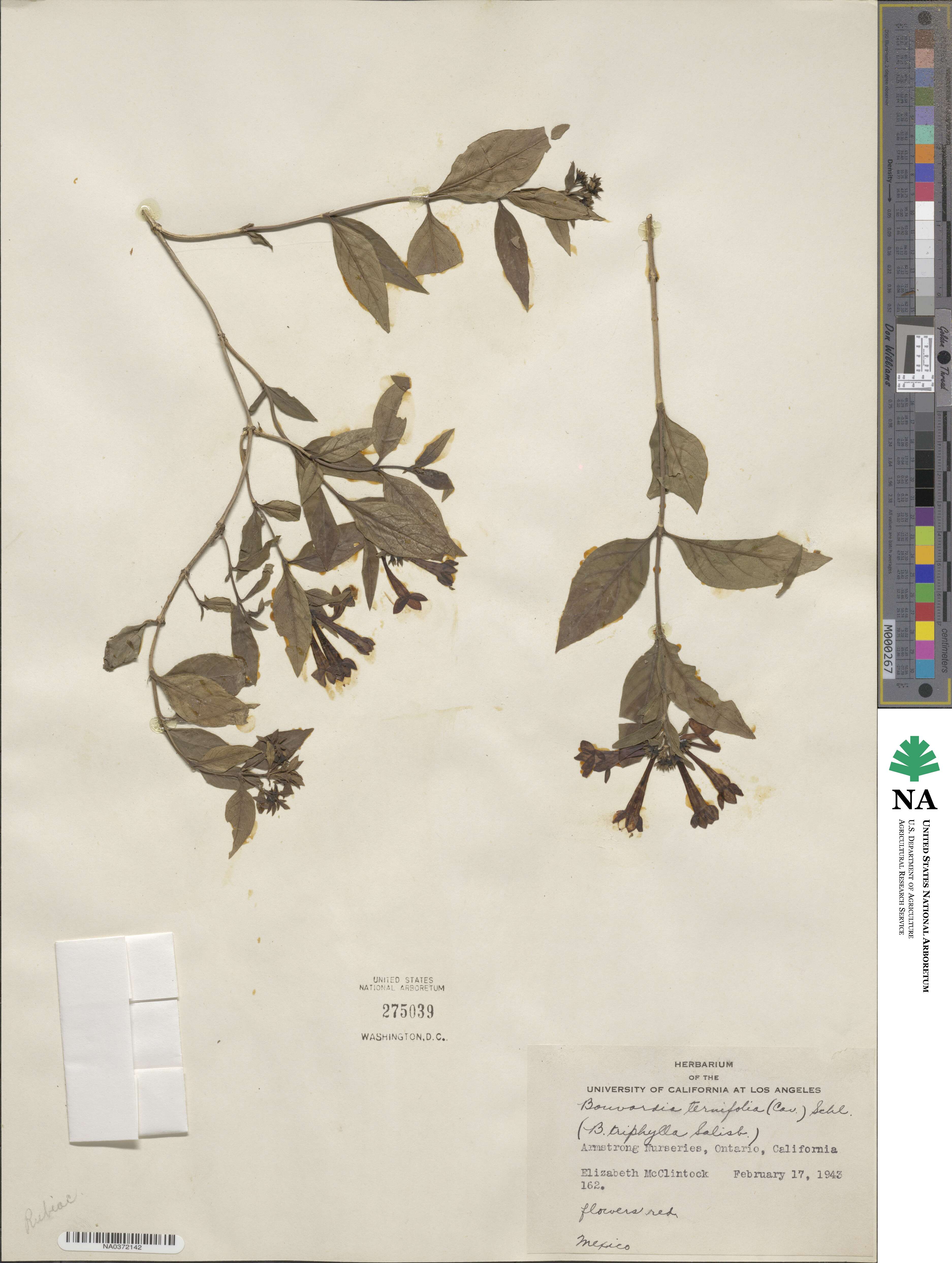Bouvardia ternifolia image
