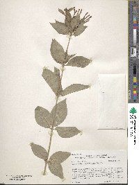 Bouvardia ternifolia image