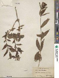 Bouvardia ternifolia image