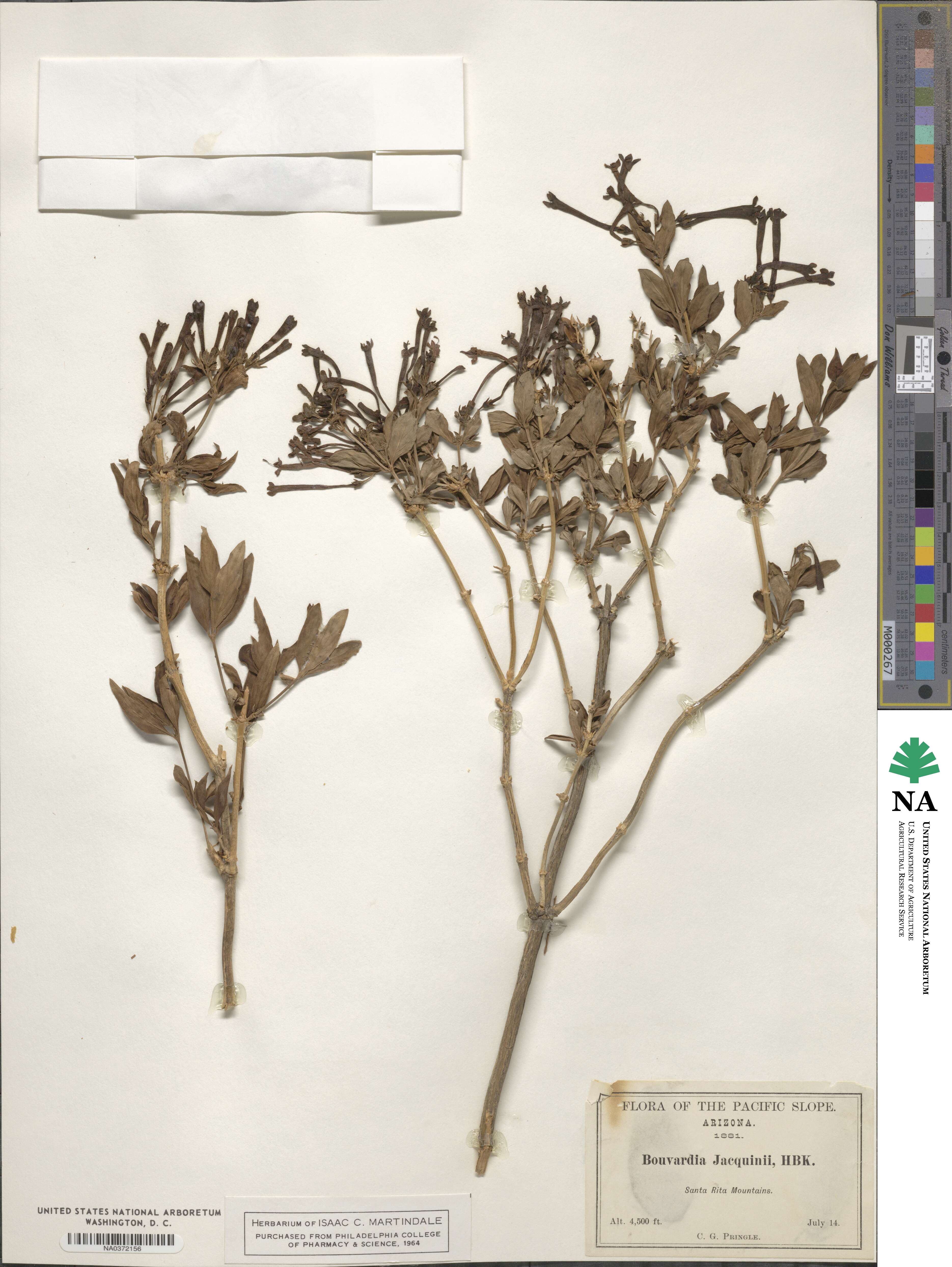 Bouvardia ternifolia image