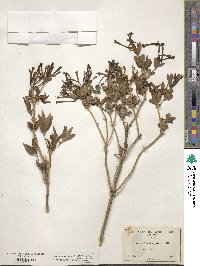 Bouvardia ternifolia image