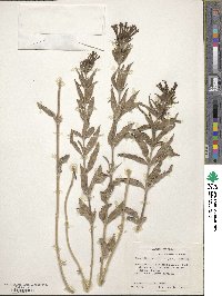 Bouvardia ternifolia image