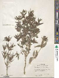 Bouvardia ternifolia image