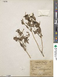 Bouvardia ternifolia image