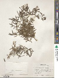 Bouvardia ternifolia image