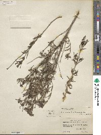 Bouvardia ternifolia image