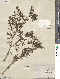 Bouvardia ternifolia image