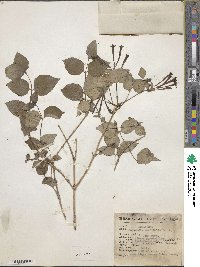 Bouvardia cordifolia image